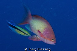 Anthias and blue streaked cleaner wrasse by Joerg Blessing 